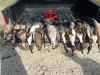 Duck-Goose 2010 - 074.JPG (126094 bytes)