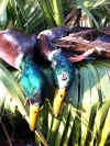 Duck-Goose 2011 - 019.jpg (113213 bytes)