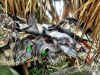 Duck-Goose 2012 - 071.JPG (135938 bytes)