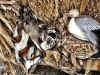 Duck-Goose 2012 - 073.JPG (147337 bytes)